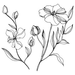 Vector Flax floral botanical flowers. Black and white engraved ink art. Isolated flax illustration element.