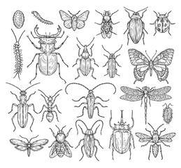 Sticker - Insects sketch. Butterfly, beetle and fly, ant. Dragonfly, ladybug and bee. Vintage hand drawn engraving vector collection. Illustration insect dragonfly and beetle, butterfly and ant