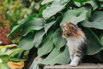  A small fluffy tricolor kitten sits on a background of hosta leaves in the garden.	