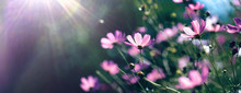 Wild Purple Cosmos Flowers In Meadow In Rays Of Sunlight On Nature Macro On Dark Green Background With Copy Space, Soft Focus, Beautiful Bokeh.