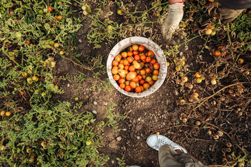 Sticker - PUGLIA / ITALY -  AUGUST 2019: Cultivation of cherry tomatoes in Puglia, south of Italy