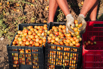 Sticker - PUGLIA / ITALY -  AUGUST 2019: Cultivation of cherry tomatoes in Puglia, south of Italy