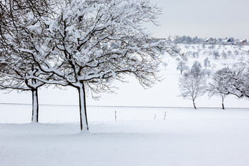 Wall Mural - winter trees background