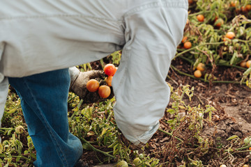 Sticker - PUGLIA / ITALY -  AUGUST 2019: Cultivation of cherry tomatoes in Puglia, south of Italy