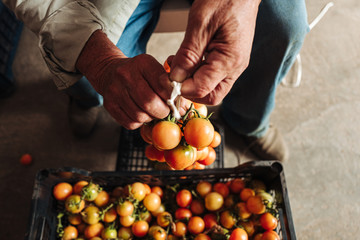 Sticker - PUGLIA / ITALY -  AUGUST 2019: The old tradition of hanging cherry tomatoes on the wall to preserve them for wintrr time in the south of Italy