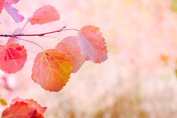 Wall Mural - Colorful autumn leaves on a soft background with bokeh on a sunny day