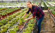 © JackF - Pretty farmer engaged in cultivation portulaca
