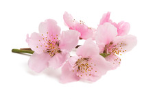 Cherry Blossom, Sakura Flowers Isolated