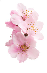 Sticker - Cherry blossom, sakura flowers isolated