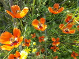 Fototapeta Do pokoju -  Red poppies in the meadow