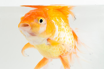  Beautiful Orange Oranda Goldfish (Carassius auratus) diving in fresh water glass tank isolated on white background