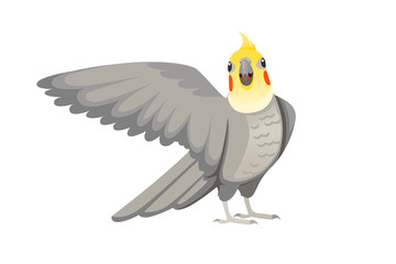 Adult parrot of normal grey cockatiel looking on you and flapping its wing (Nymphicus hollandicus, corella) cartoon bird design flat vector illustration isolated on white background