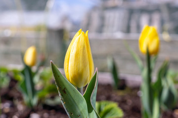 Yellow garden tulips outdoors in summer