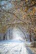 Snowy road through the winter tale forest. Vertical seasonal background