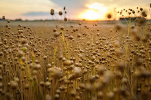 Flax Field On Sunset, Austria