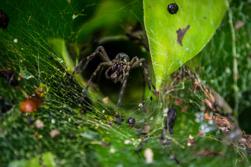 Spider 