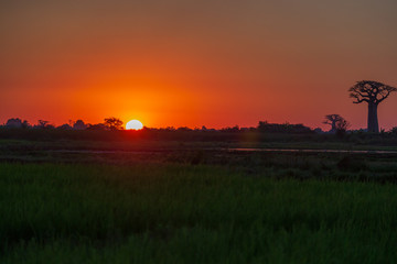 Wall Mural - A magnificent sunset with Baobabs, Madagascar