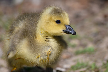 Canvas Print - Newborn Gosling Exploring the Fascinating New World