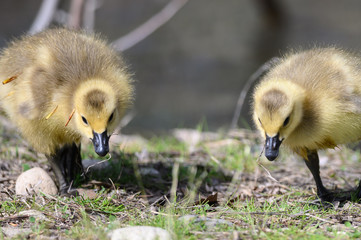 Canvas Print - Newborn Goslings Learning to Search for Food