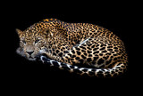 Fototapeta Zwierzęta - Resting leopard