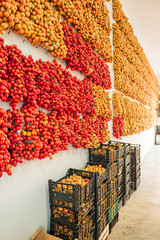 Sticker - Cherry tomatoes hanging on the wall in the south of Italy