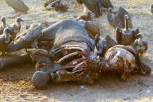 Dead Elephant Being Eaten By Vultures, Chobe National Park, Chobe River, Botswana