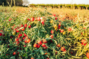 Sticker - Cultivation of cherry tomatoes in Puglia, south of Italy