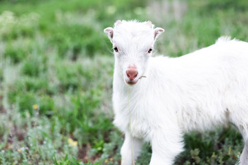 Wall Mural - Cute white baby goat in green grass of meadow.