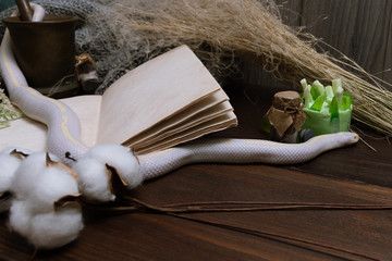 White American royal snake on the background of witchcraft accessories, alchemical instruments and ingredients. Mock up of an open magic book. herbs, mortar, feather and cotton bolls. Halloween