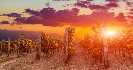 View of wineyards fields from at the sunset.