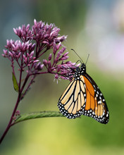 Monarch Butterfly Feeding On Joe Pye Weed