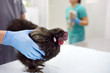 Vet doctor checkup chiken. Veterinarian clinic during work.