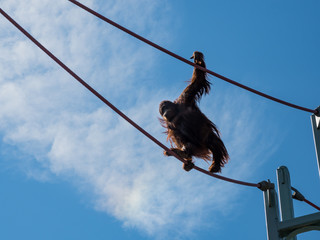 Orangutan Climbing on Cables, National Zoo, Washington DC