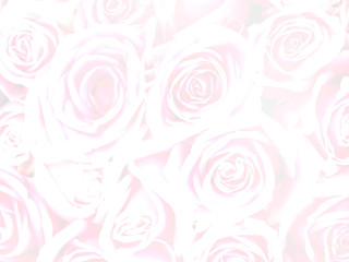 Wall Mural - floral abstract background. pink rose flowers bouquet for valentines or wedding day background.