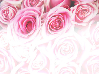 Wall Mural - pink rose flowers bouquet for valentines or wedding day background.