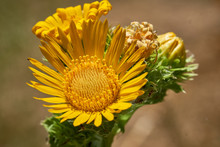 Grindelia Papposa Known As Spanish Gold, Clasping-leaved Haplopappus, Or Saw-leaf Daisy
