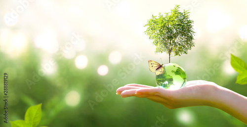 Fotomural Earth crystal glass globe ball and growing tree in human hand, flying butterfly on green background