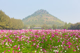 Fototapeta Kosmos - Beautiful view of cosmos flower field with mountains and sky background in Thailand. Horizontal shot.