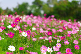 Fototapeta Kwiaty - Beautiful pink cosmos flowers in a garden with blurred background under the sunlight, Thailand. horizontal shot.