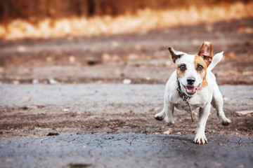 Wall Mural - Dog running at autumn