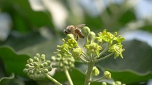 Honey Bee Pollinating Hedera Helix Flower Buds, Slow Motion