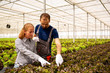 © DC Studio - Two farmers pointing their hand towards the salad plants in the greenhouse
