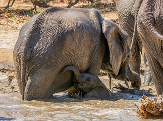 Poster - Elephant Calf  Mud Bath