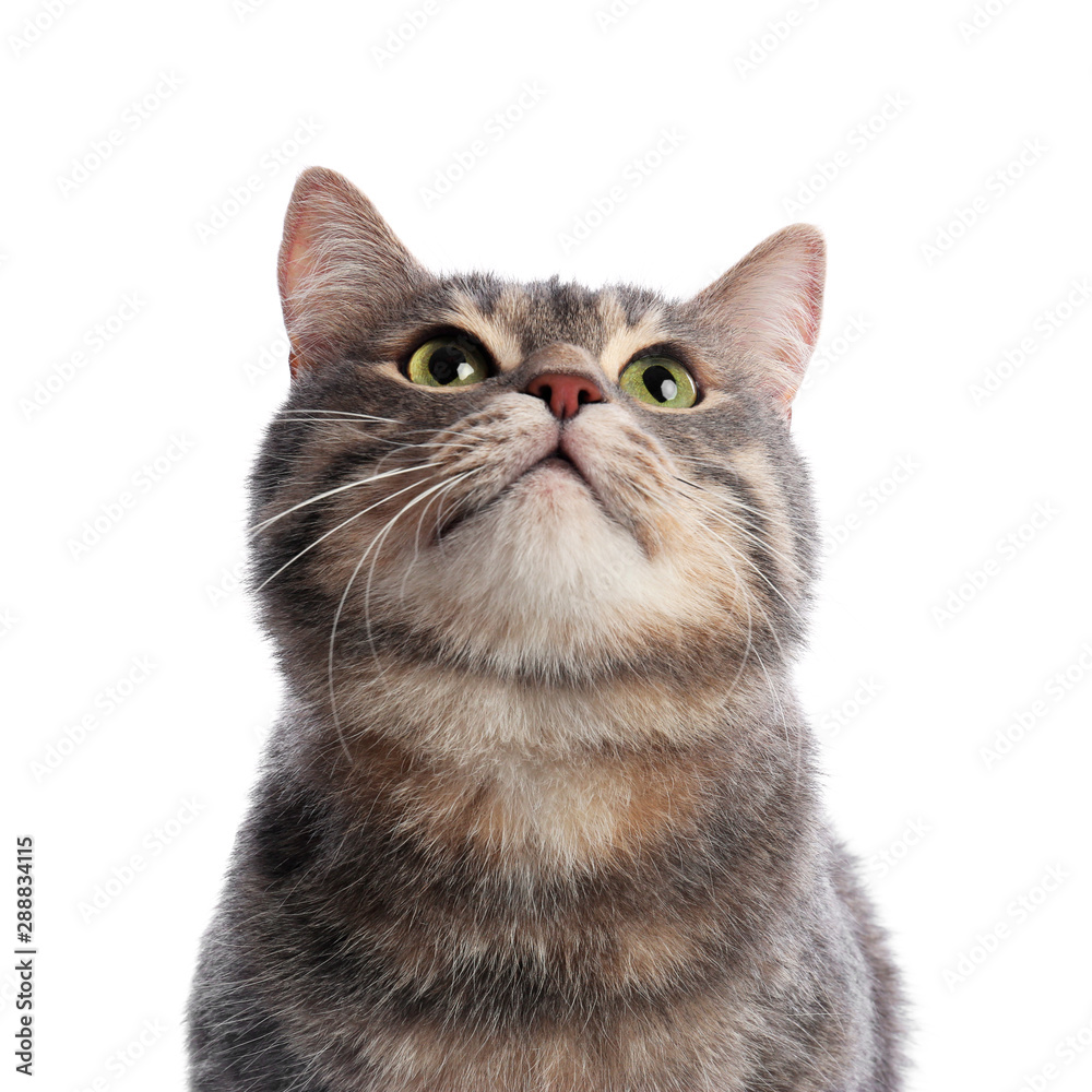 Cute gray tabby cat on white background. Lovely pet - obrazy, fototapety, plakaty 
