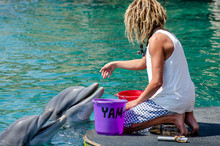 The Undefined Trainer Feed The Dolphins At The Dolphin Reef In Eilat