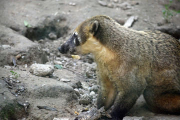 Wall Mural - Coati Mondi Nasua Nasua Side View Portrait with Fish