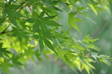 Fototapeta Sypialnia - green leaves of japanese maple