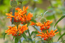 Leuchtend Orangefarbene Löwenohr-Blüten