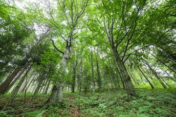 Wide angle summer forest landscape, natural background