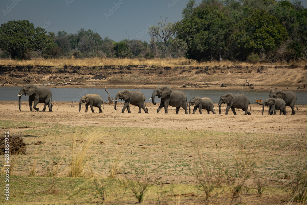 Family of elephants in a row protecting the smallest ones - obrazy, fototapety, plakaty 